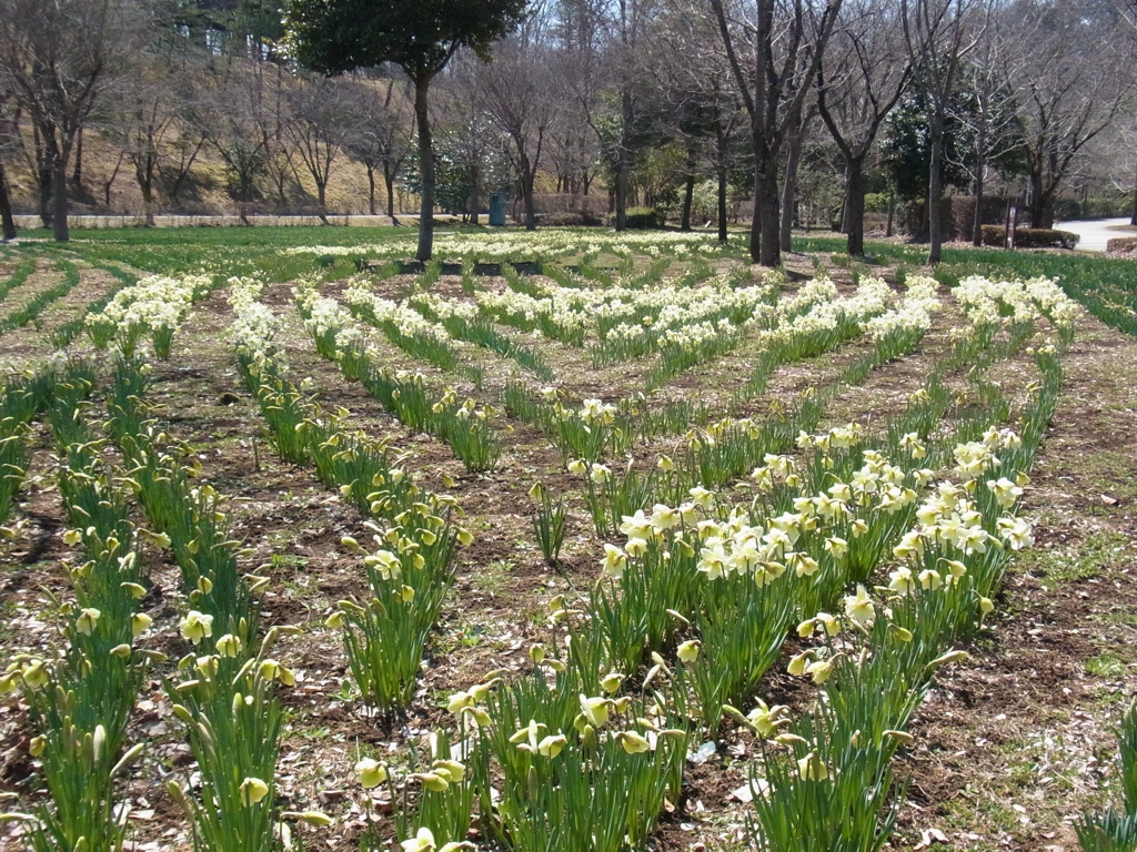 スイセン開花状況 ４月４日(晴)