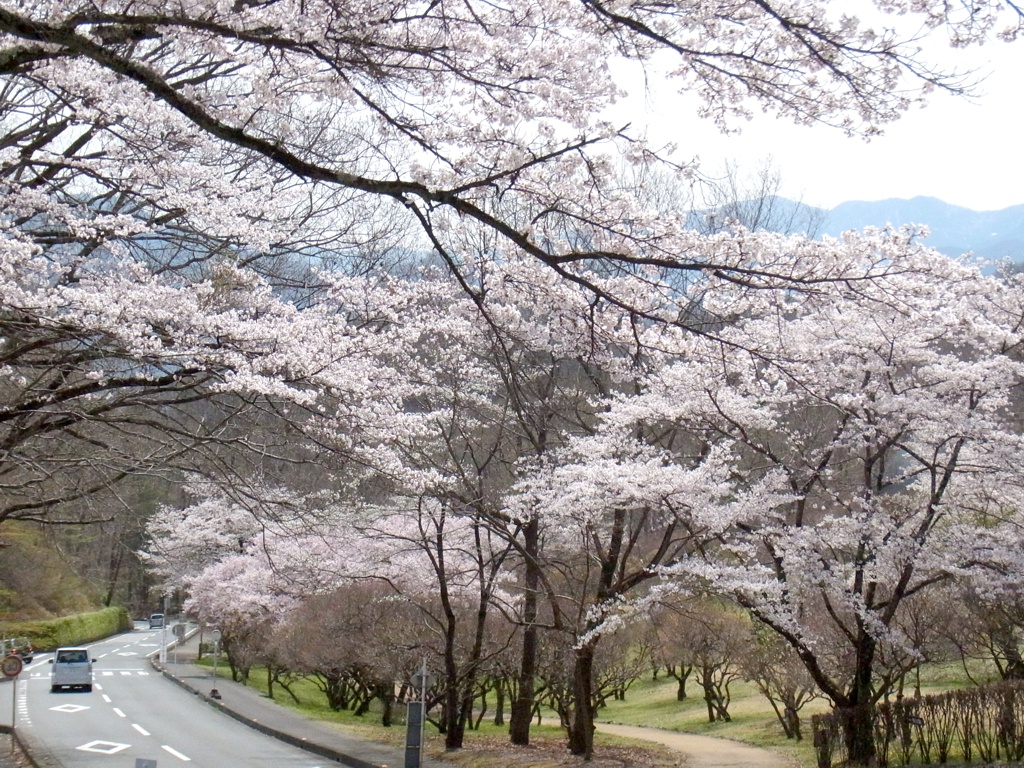 桜の開花状況　４月１０日（曇り）