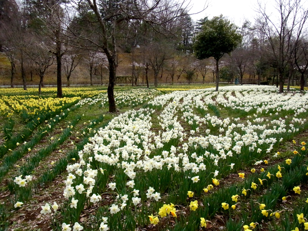 スイセン開花状況 ４月１０日(曇り)