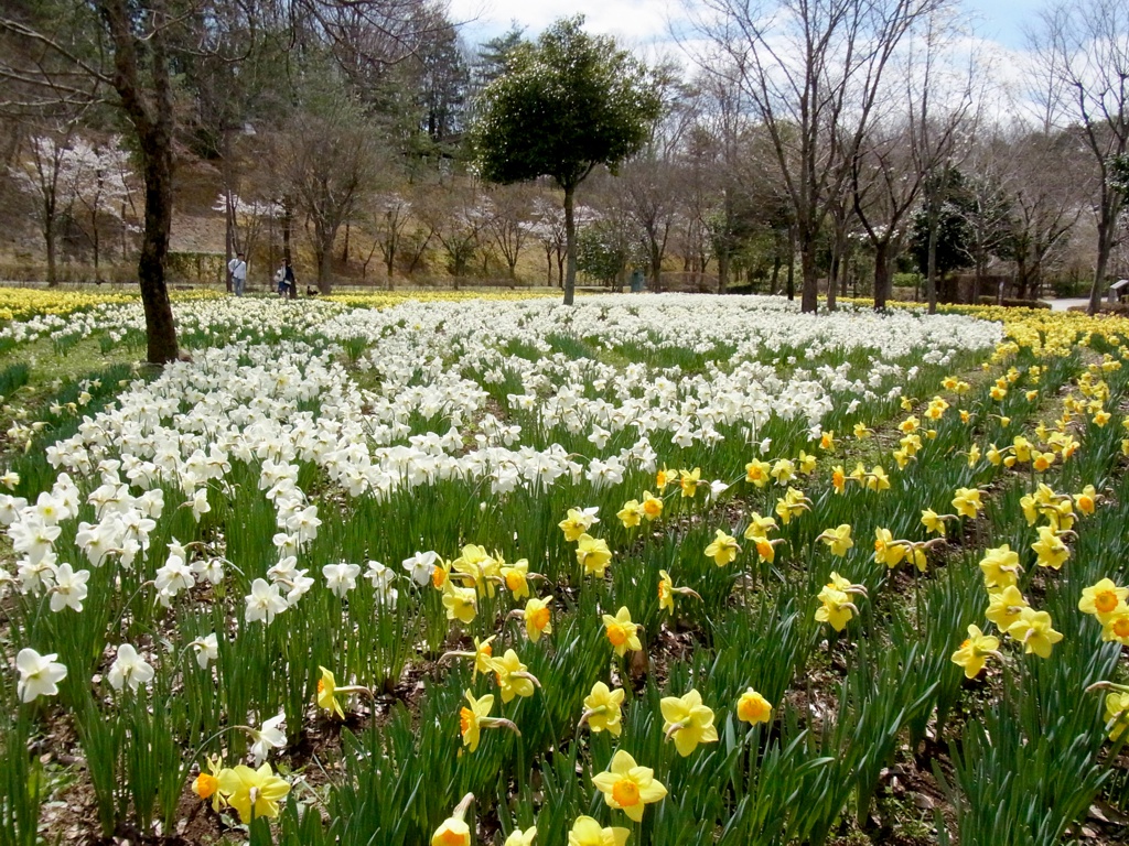 スイセン開花状況 ４月１２日(晴)