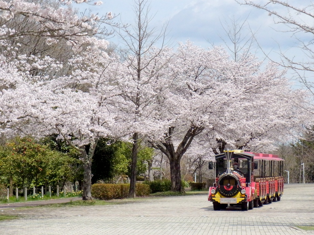 桜の開花状況　４月１２日（晴）