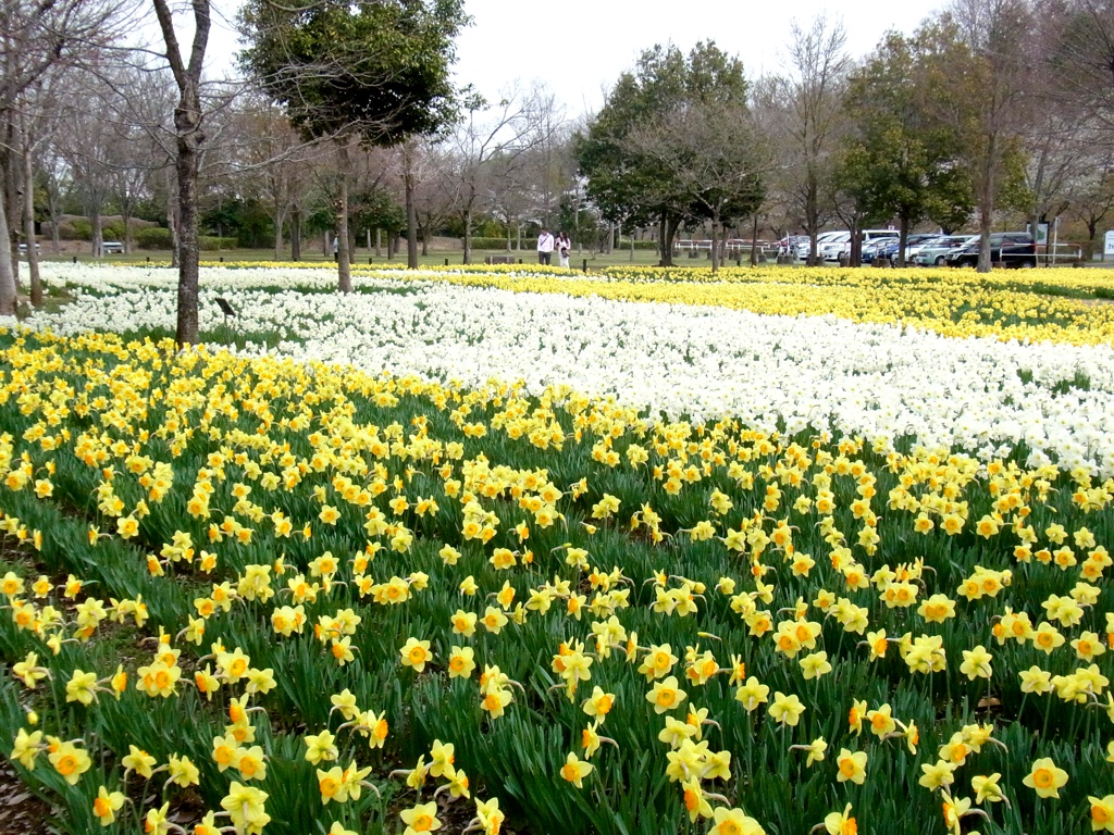 スイセン開花状況 ４月１５日(晴)