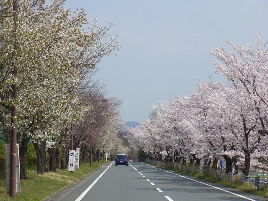桜の開花状況　４月１5日（晴）