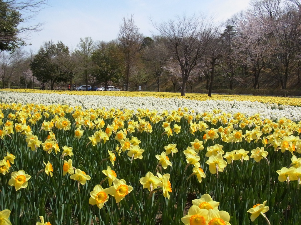 スイセン開花状況 ４月１７日(晴)