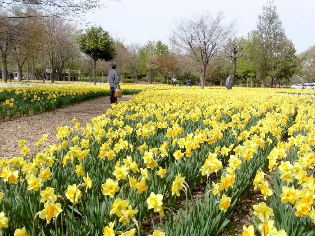 スイセン開花状況 ４月２０日(晴)