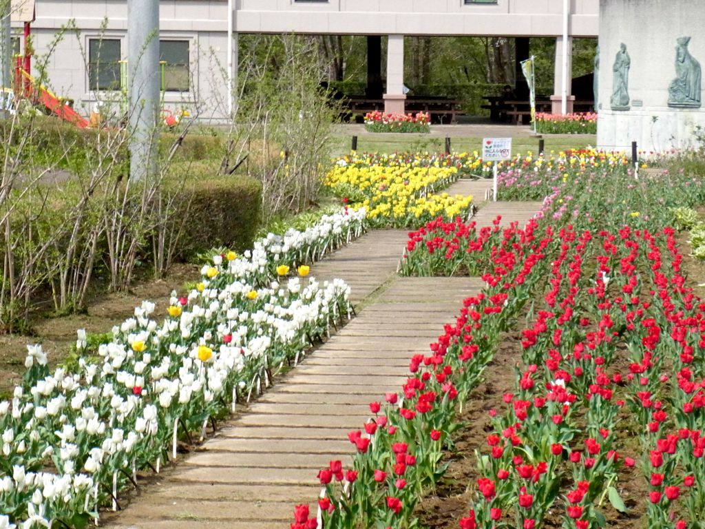 チュウリップ開花状況 ４月２０日(晴)