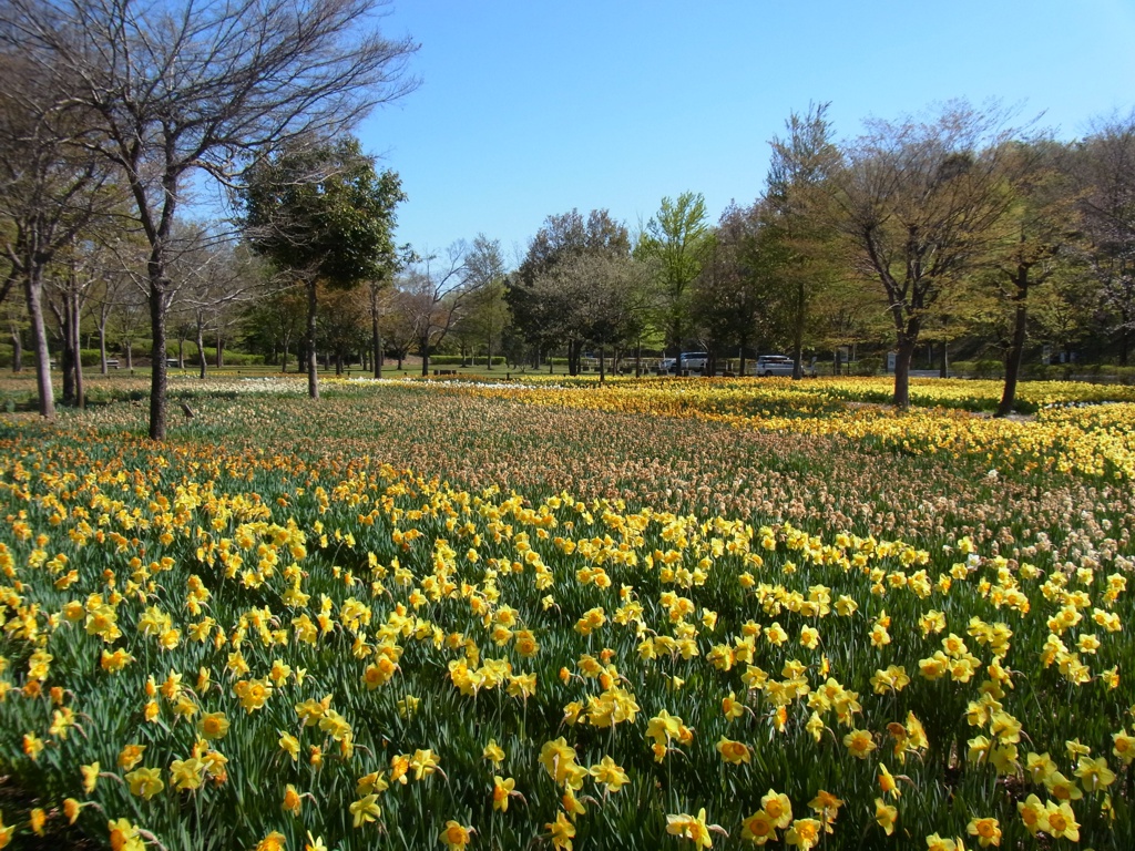 スイセン開花状況 ４月２０日(晴)