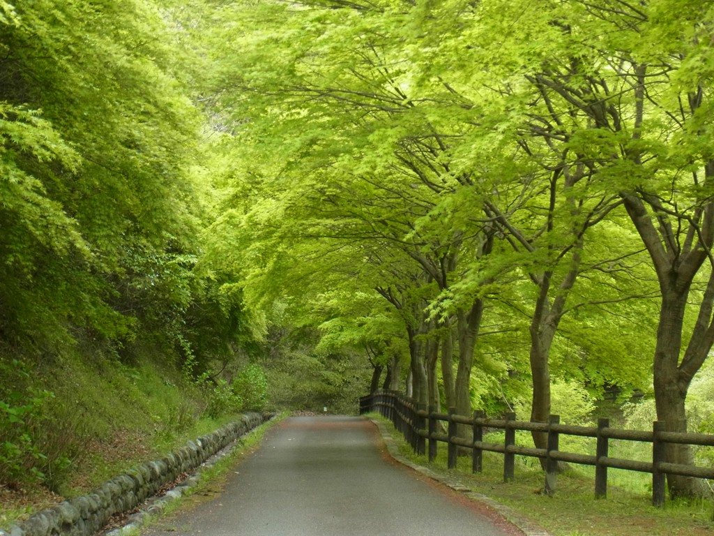 新緑　平成２９年４月２７日（晴）