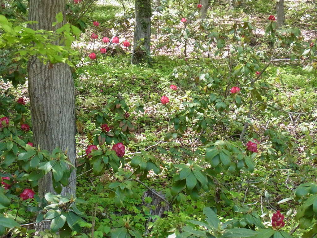 シャクナゲの開花状況　４月３０日（咲始め）