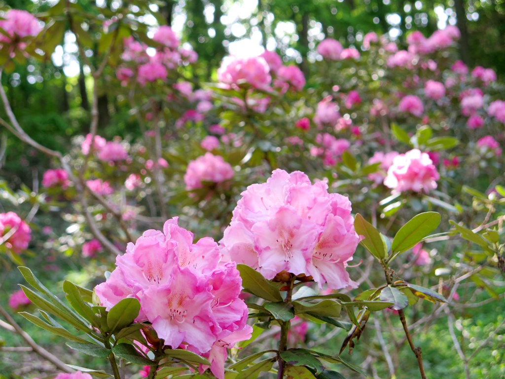 シャクナゲの開花状況　5月8日（６分）