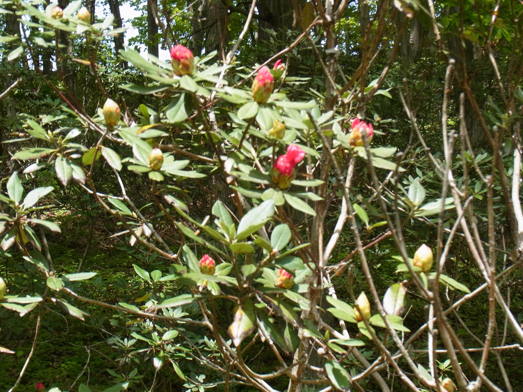 シャクナゲの開花状況　5月３日（咲始め）