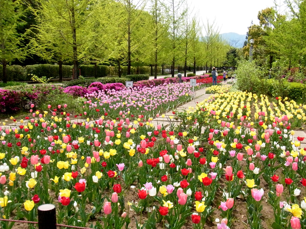 チューリップ開花状況 5月3日(晴)
