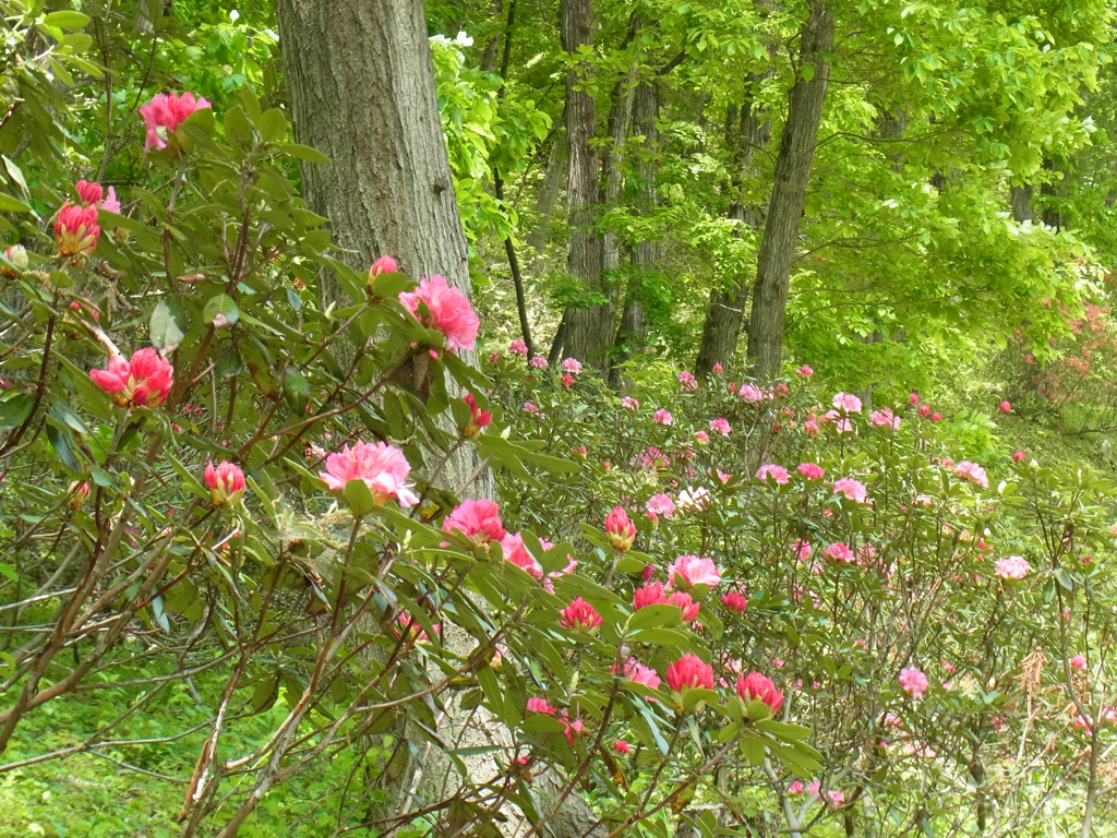 シャクナゲの開花状況　5月７日（4分）