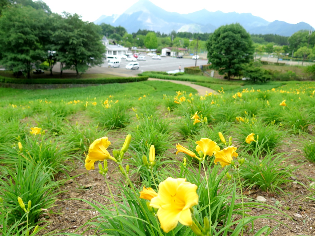 ヘメロカリス開花情報　　6月9日