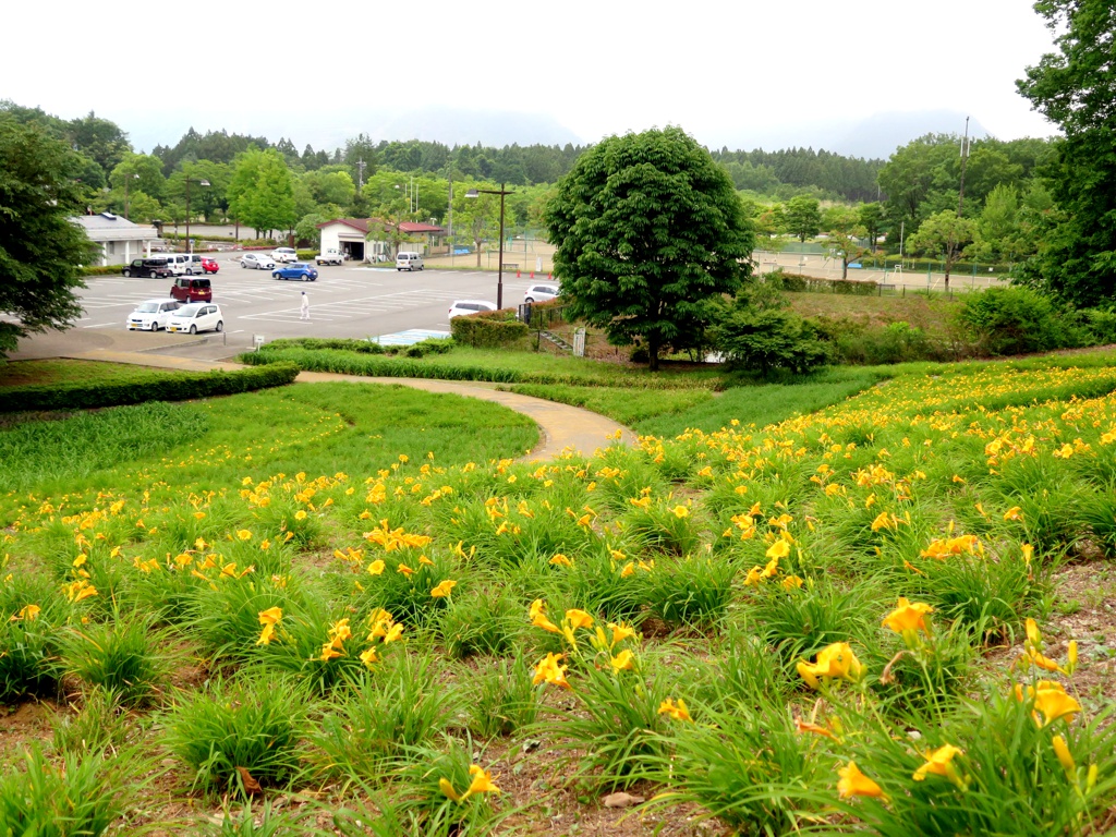 ヘメロカリス開花情報　　6月13日