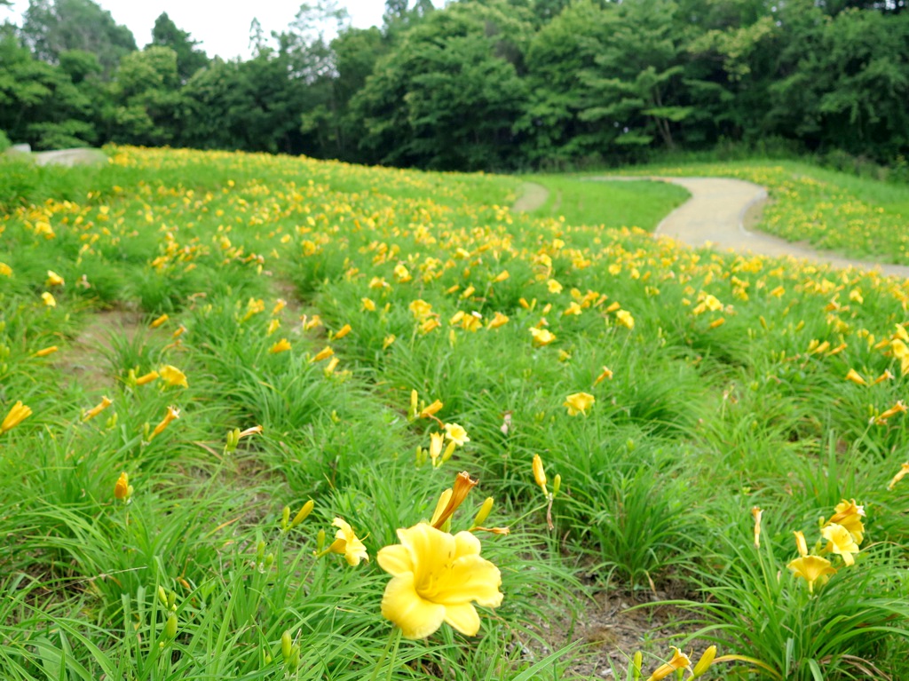 ヘメロカリス開花情報　　6月1５日