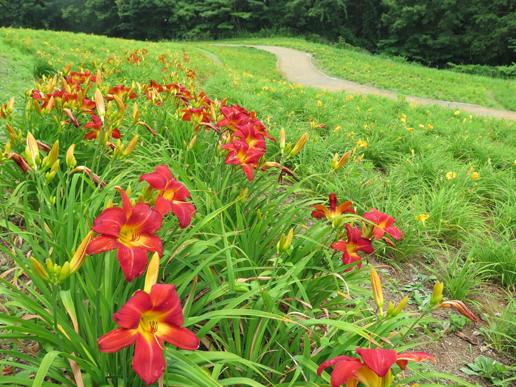 ヘメロカリス開花情報　　6月2５日