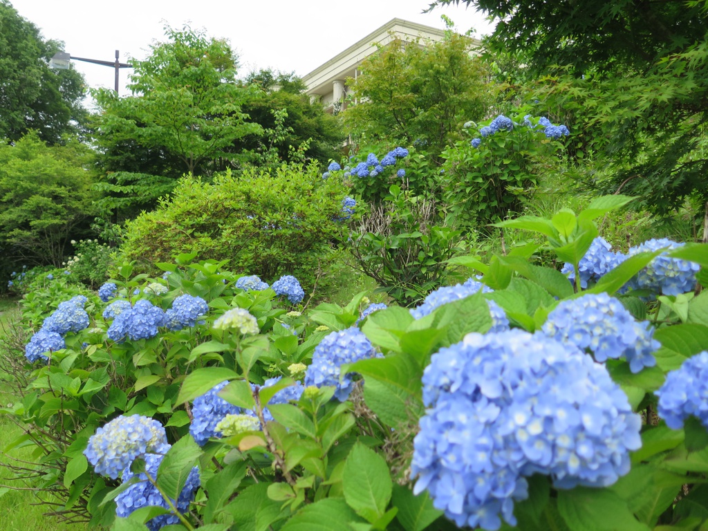 アジサイ開花情報　　6月25日
