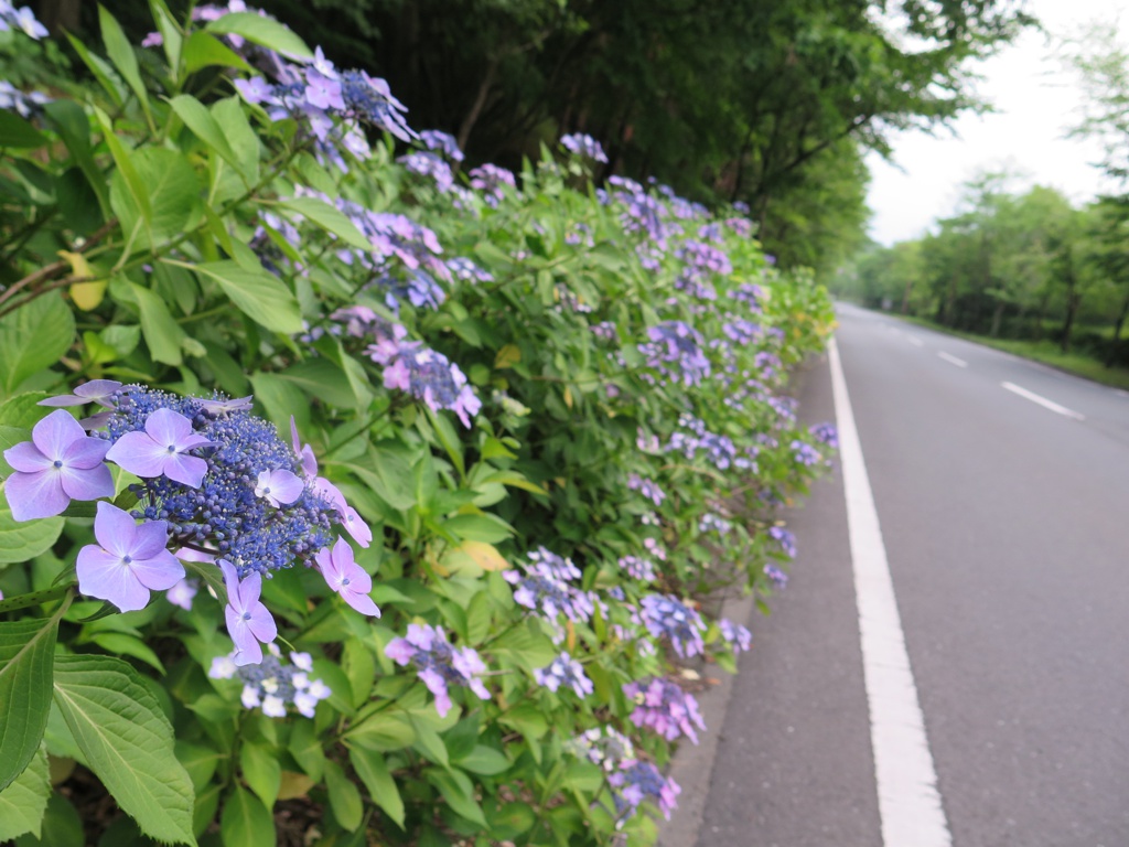 アジサイ開花情報　　6月2９日