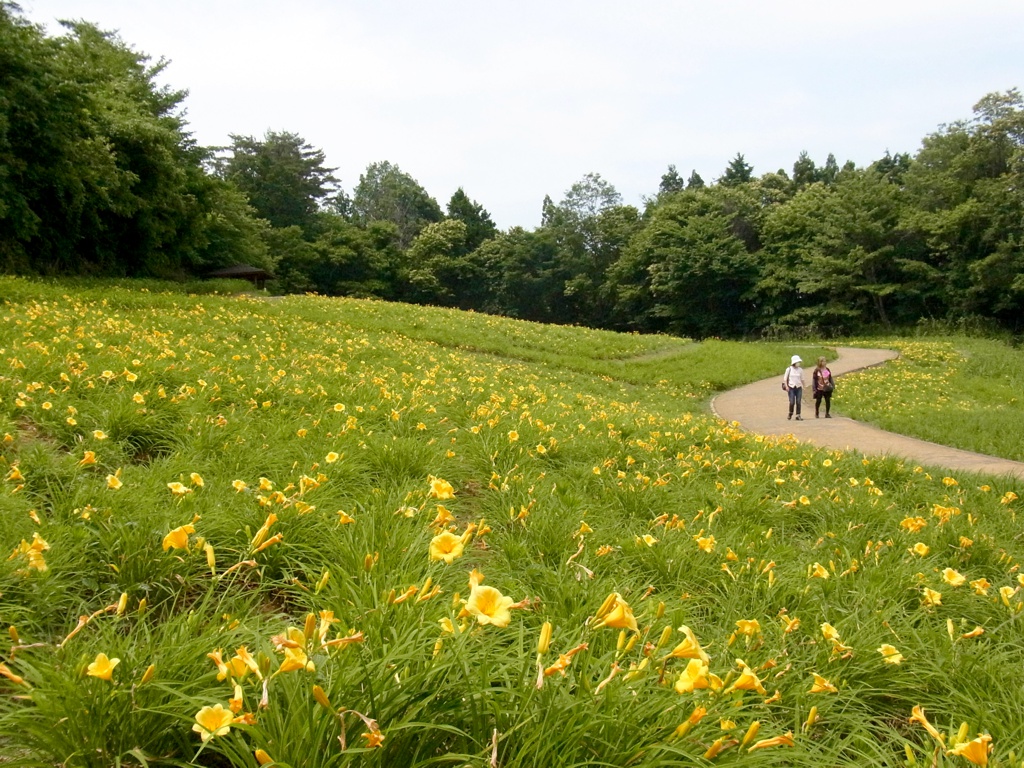ヘメロカリス開花情報　　6月20日
