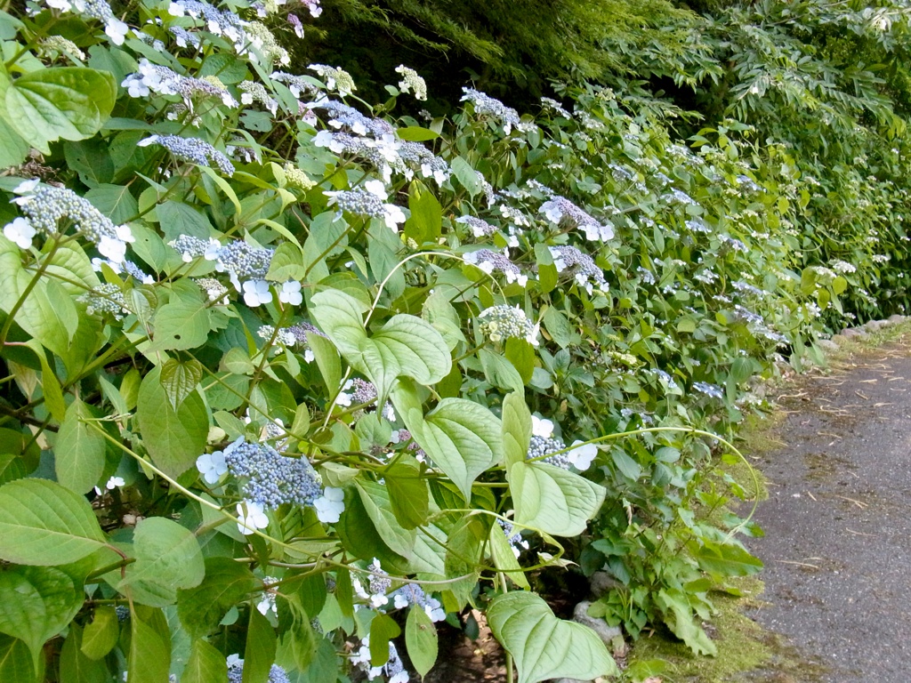 アジサイ開花情報　　6月20日