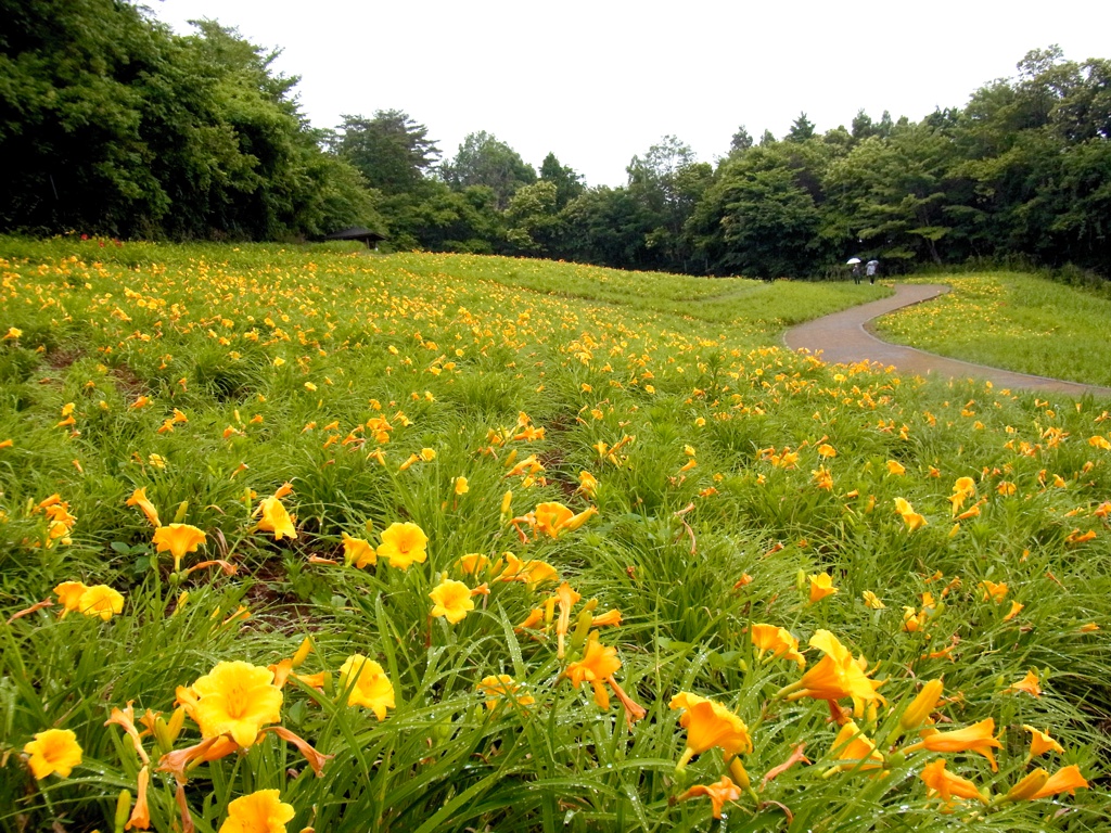 ヘメロカリス開花情報　　6月21日