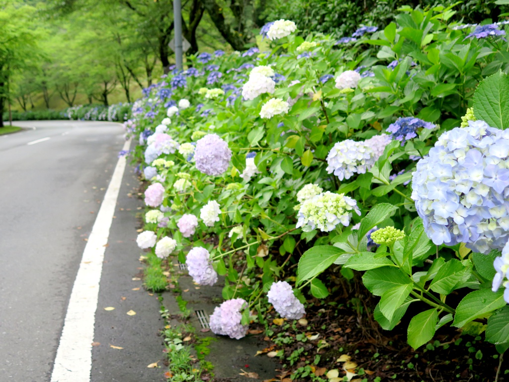 アジサイ開花情報　　7月2日
