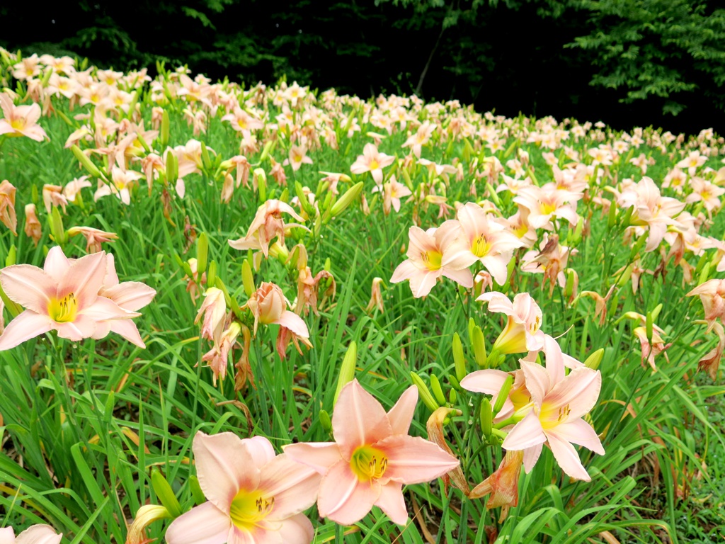 ヘメロカリス開花情報　　７月２日