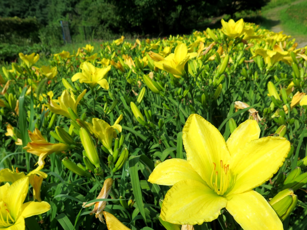 ヘメロカリス開花情報　　７月１１日
