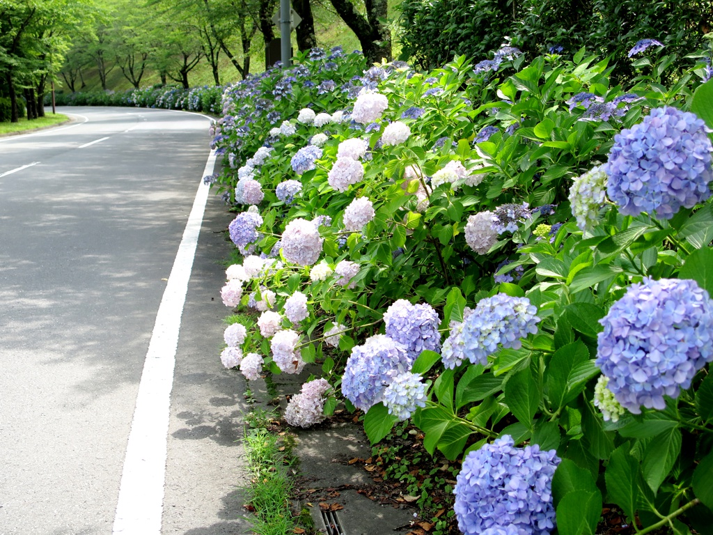 アジサイ開花情報　　7月11日