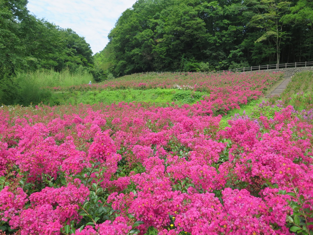 サルスベリ開花状況　7月22日現在