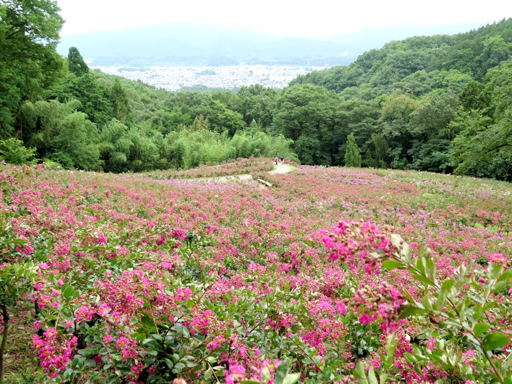 サルスベリ開花状況　8月2日現在