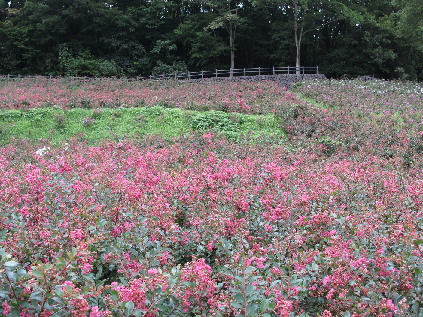 サルスベリ開花状況　8月18日現在