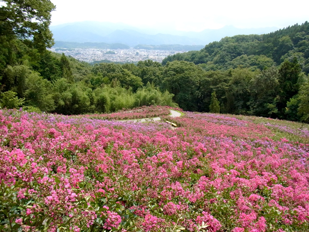 サルスベリ開花状況　8月7日現在