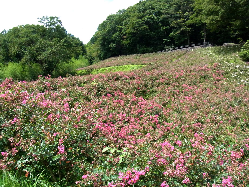 サルスベリ開花状況　8月23日現在