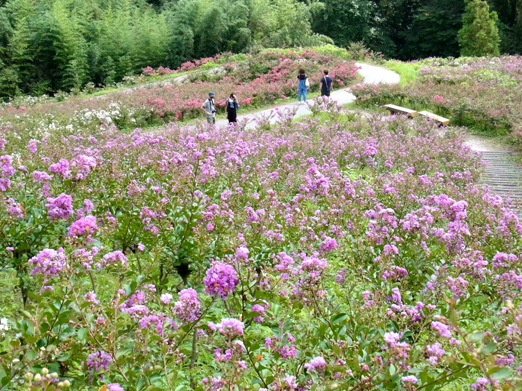 サルスベリ開花状況　8月27日現在