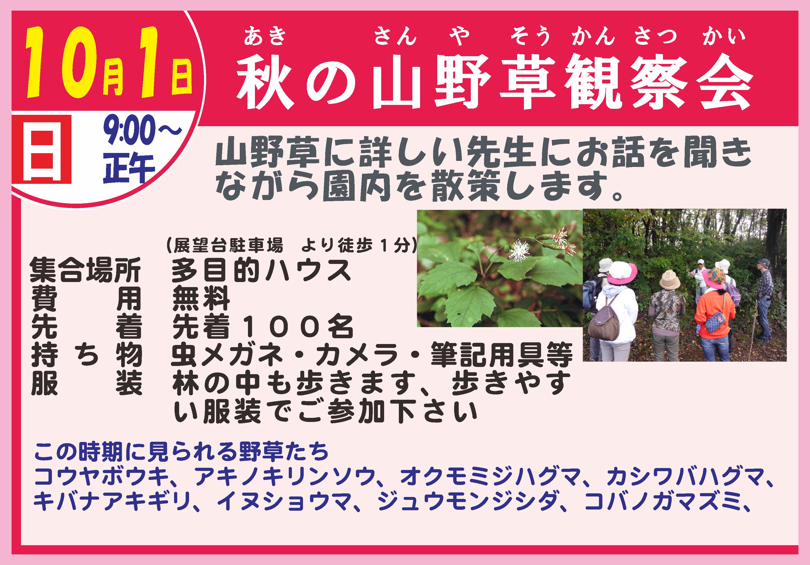 秋の山野草観察会