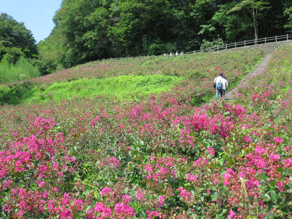 サルスベリ開花状況　9月5日現在