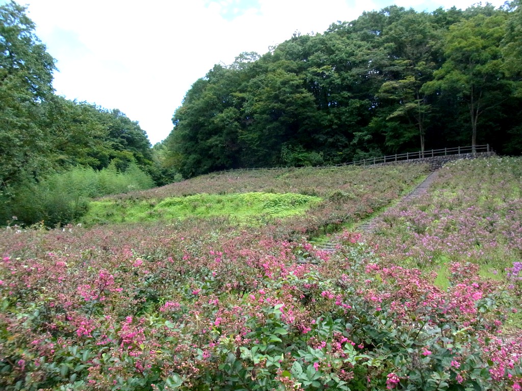 サルスベリ開花状況　9月2日現在