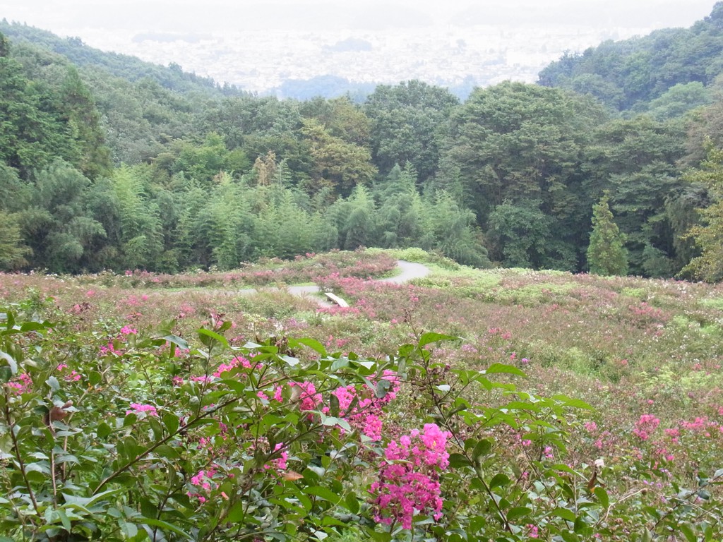 サルスベリ開花状況　9月12日現在　終了