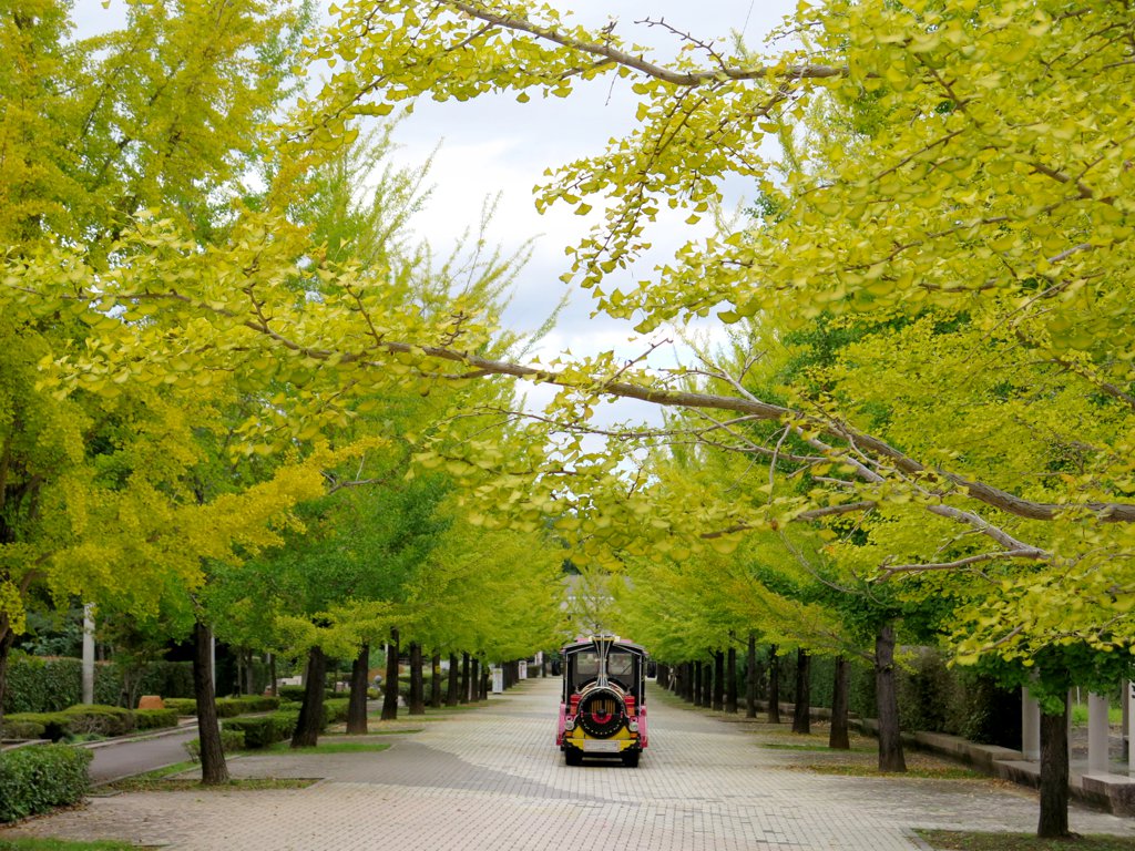 イチョウ並木紅葉情報　10月4日（水）現在