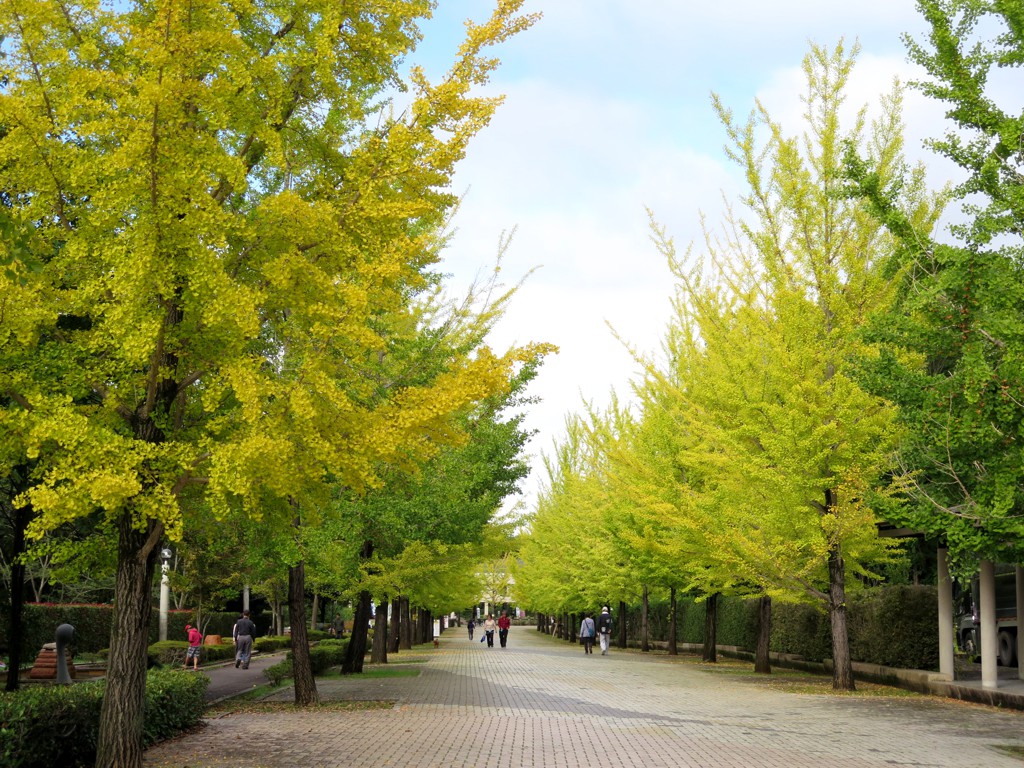 イチョウ並木紅葉情報　10月7日（土）現在