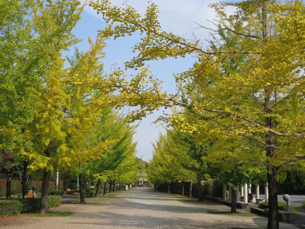 イチョウ並木紅葉情報　10月11日（水）現在