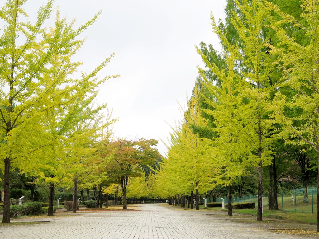イチョウ並木紅葉情報　10月17日（火）現在
