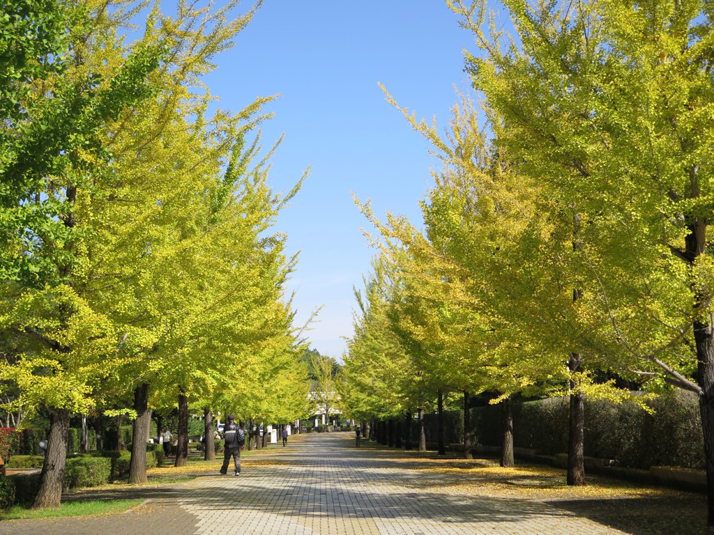 イチョウ並木紅葉情報　10月18日（水）現在