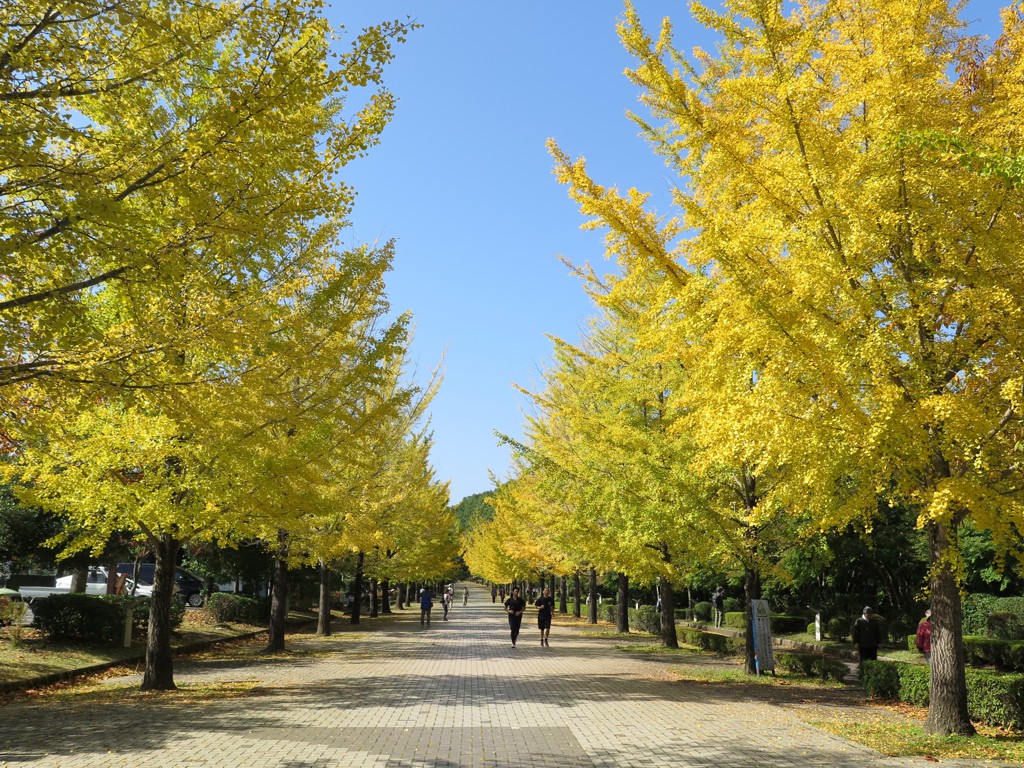 イチョウ並木紅葉情報　10月27日（金）現在