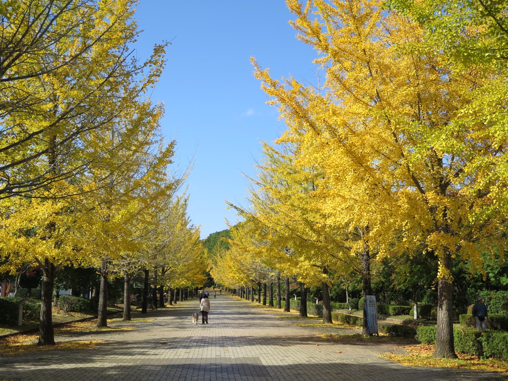 イチョウ並木紅葉情報　10月31日（火）現在