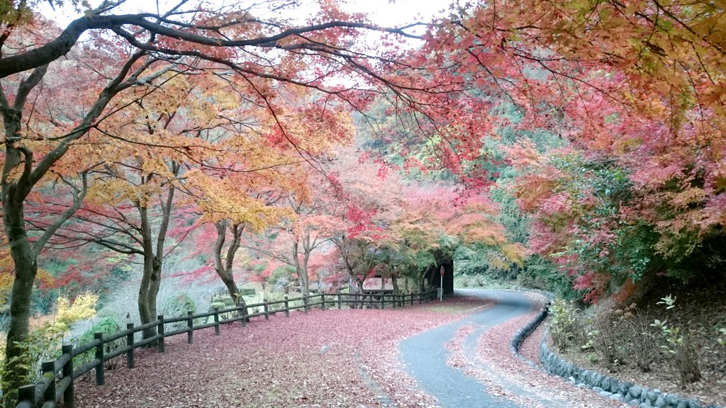 もみじ紅葉情報　11月18日（土）現在