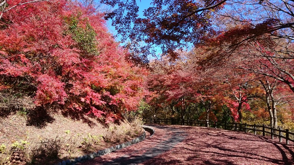 もみじ紅葉情報　11月21日（火）現在