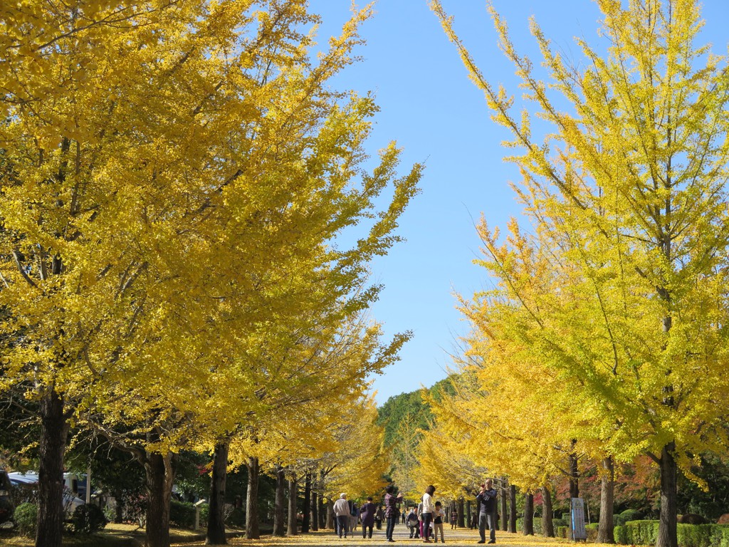 イチョウ並木紅葉情報　11月3日（金）現在